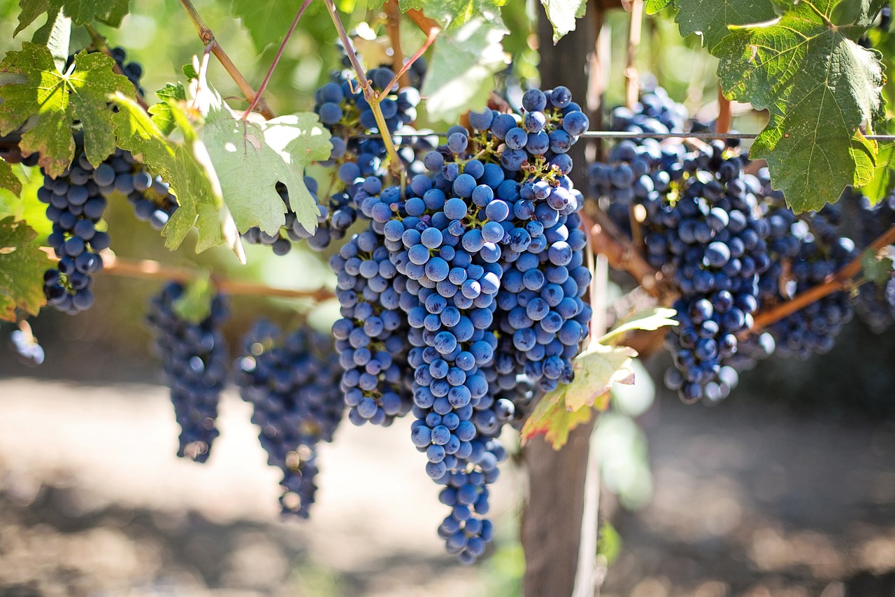 Investir dans le vin : les régulations sur les labels de qualité et labels écologiques